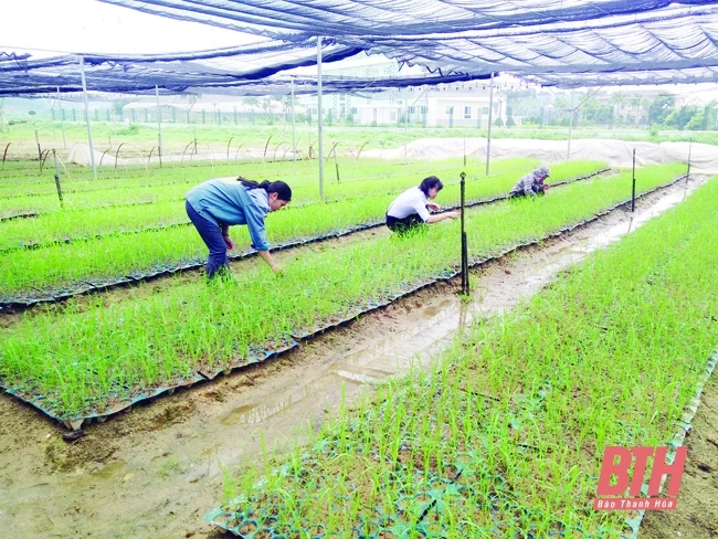 Lasuco nỗ lực nâng cao chất lượng vùng mía nguyên liệu