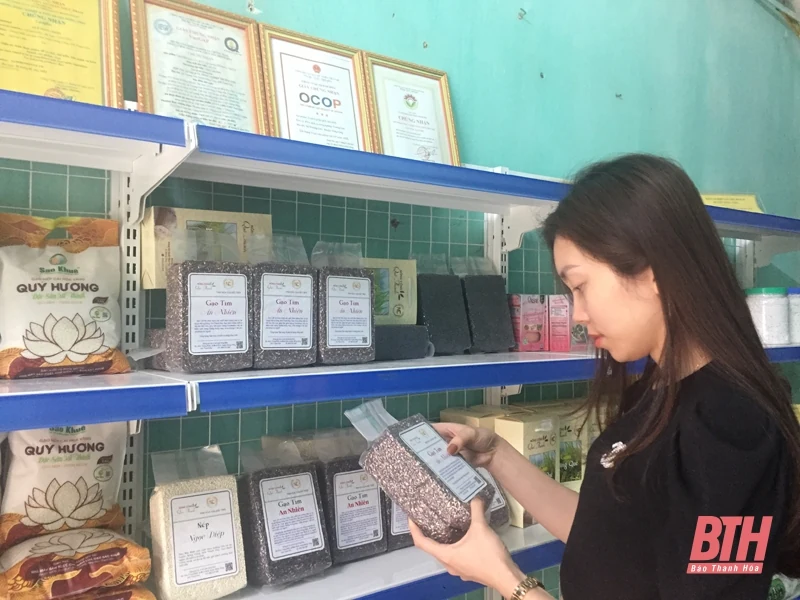 Triển vọng từ mô hình lúa tím thảo dược hữu cơ