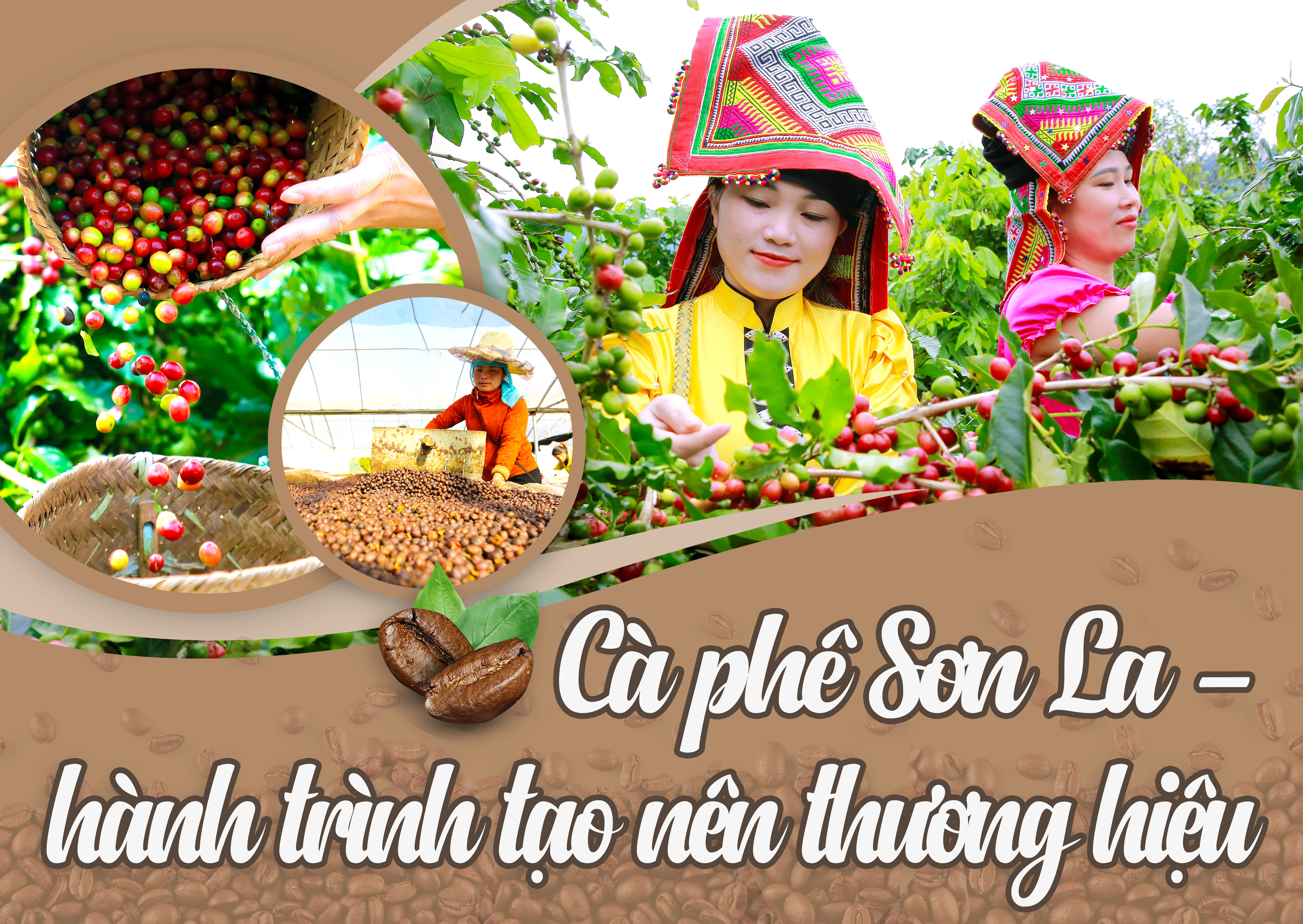 Cà phê Sơn La - Hành trình tạo nên thương hiệu