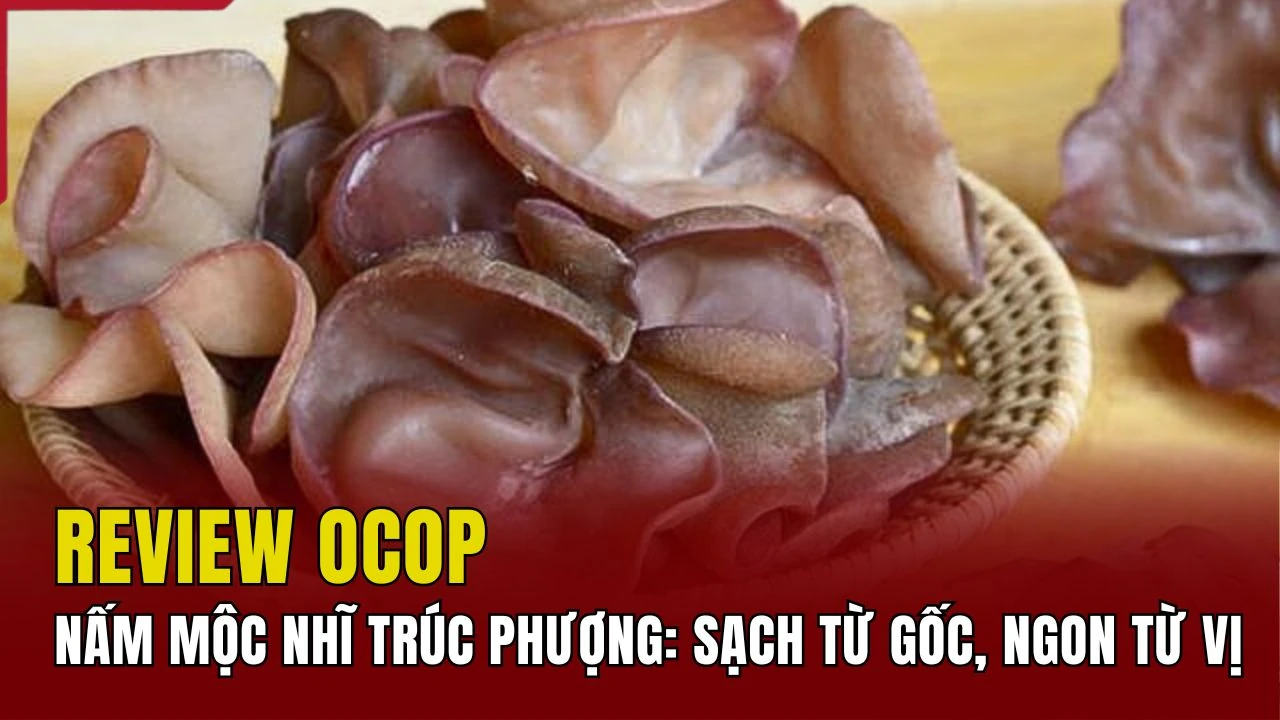 [REVIEW OCOP] Nấm mộc nhĩ Trúc Phượng: Sạch từ gốc, ngon từ vị