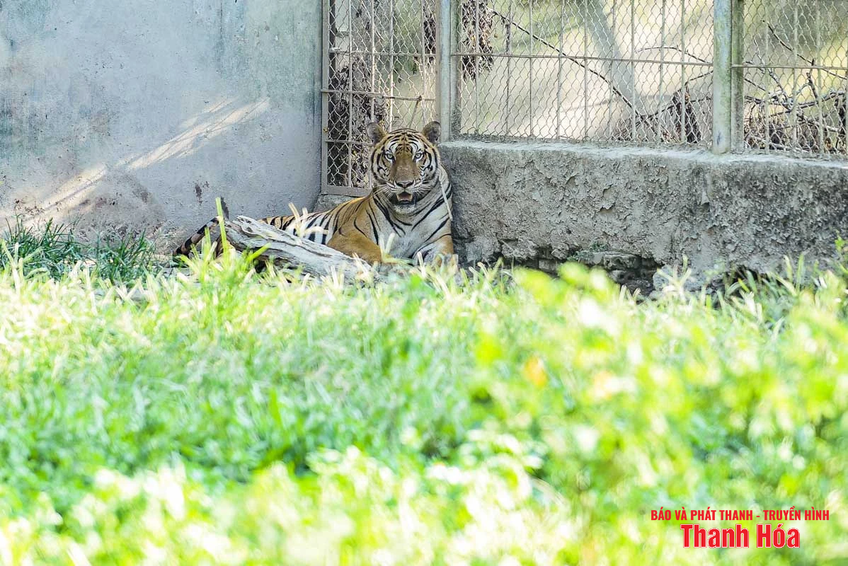 Bất cập tại trại nuôi nhốt hổ ở Xuân Tín