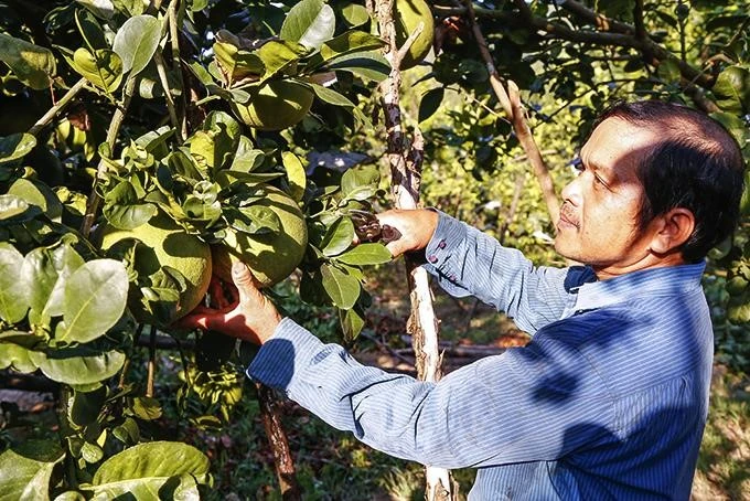Top 5 cây trồng mang lại giá trị kinh tế cao tại tỉnh Khánh Hòa