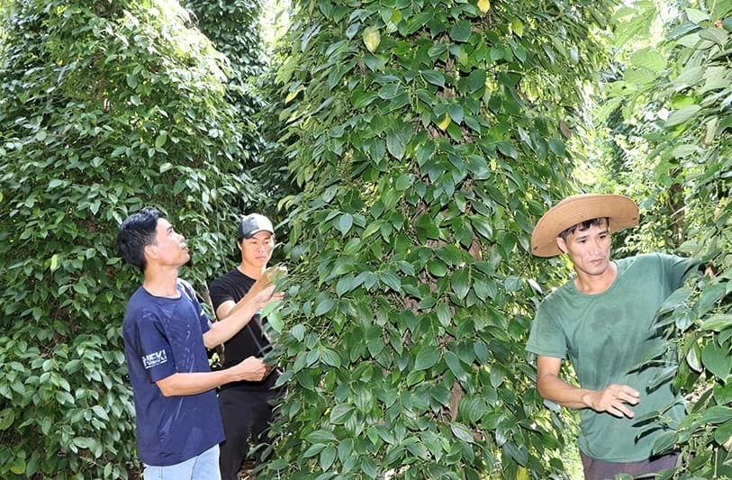 Top 5 cây trồng mang lại giá trị kinh tế cao tại tỉnh Khánh Hòa