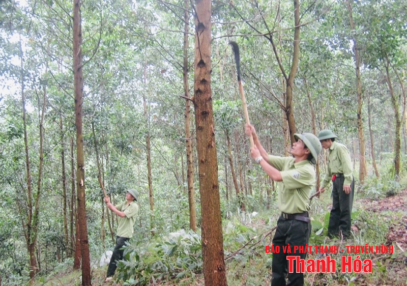 Chi trả dịch vụ môi trường rừng góp phần bảo vệ và phát triển rừng bền vững
