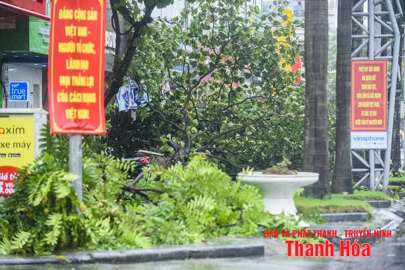 Cây xanh gãy đổ, nhiều tuyến phố ngập úng sau bão số 5