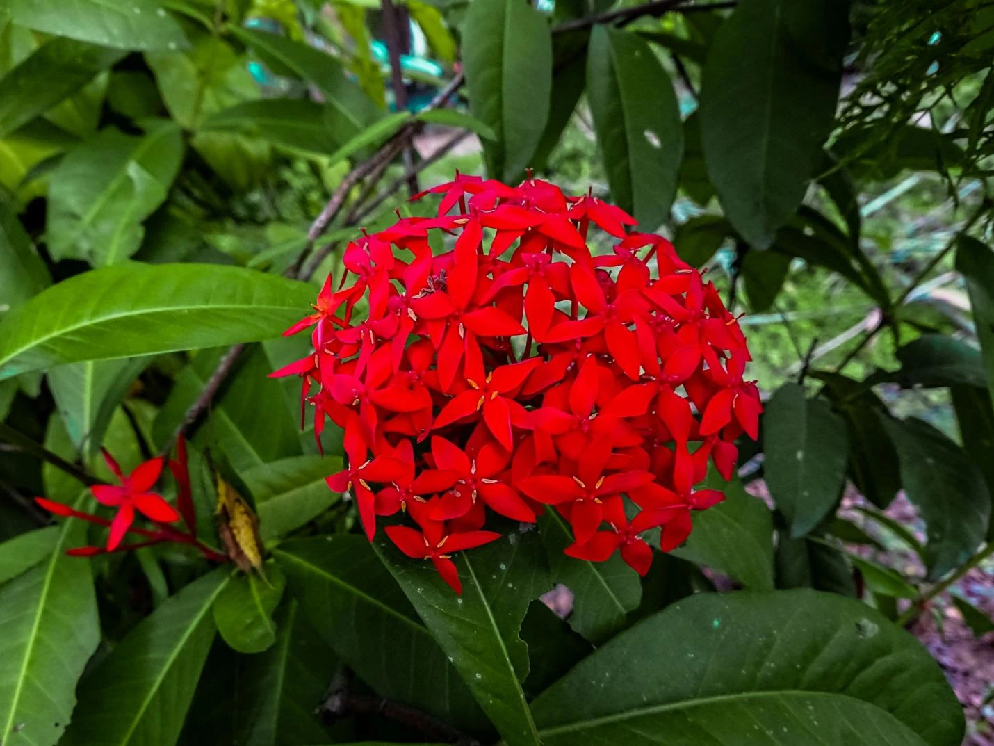 [E-Magazine]: Lửa hoa bất tử