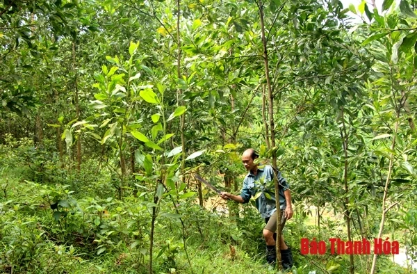 Lực lượng kiểm lâm với công tác bảo vệ rừng tận gốc theo hướng xã hội hóa