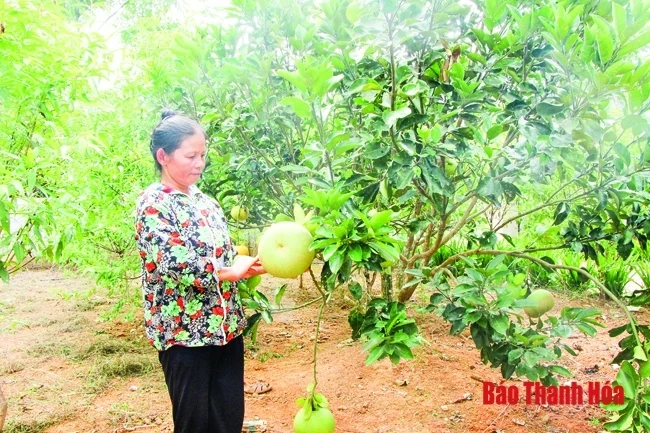 Nghị quyết số 37 - động lực thúc đẩy kinh tế - xã hội miền núi phát triển