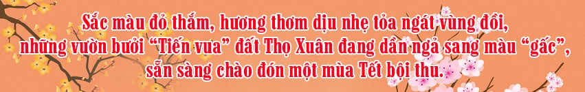 [E-Magazine] - Bưởi Tiến Vua… vào Tết