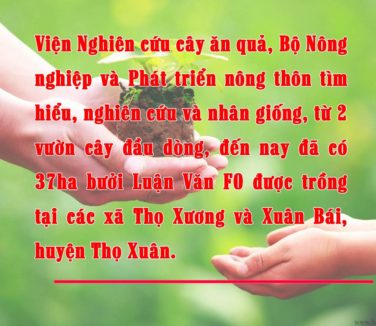 [E-Magazine] - Bưởi Tiến Vua… vào Tết