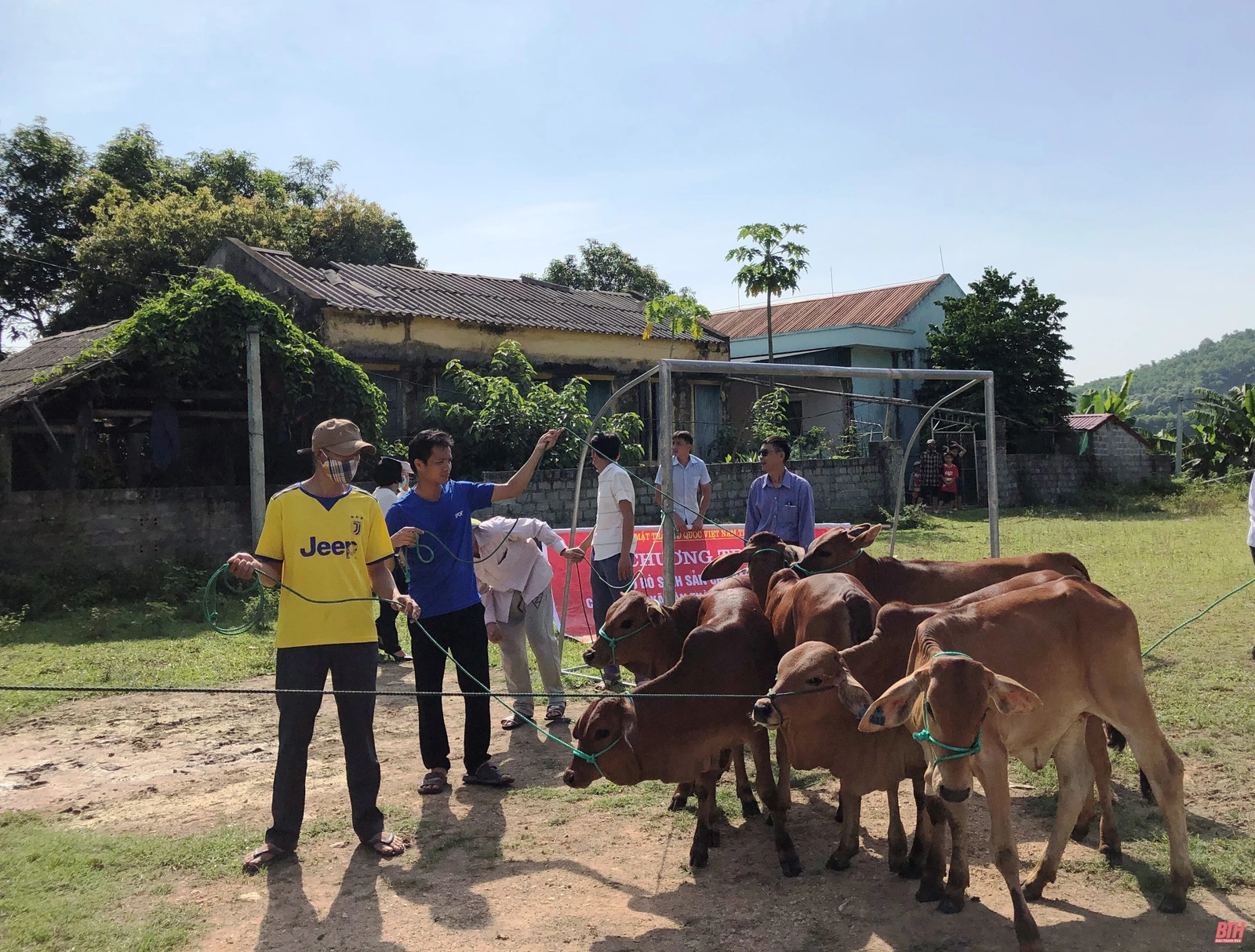 Trao bò cho 36 hộ nghèo và cận nghèo xã Tân Thành, huyện Thường Xuân