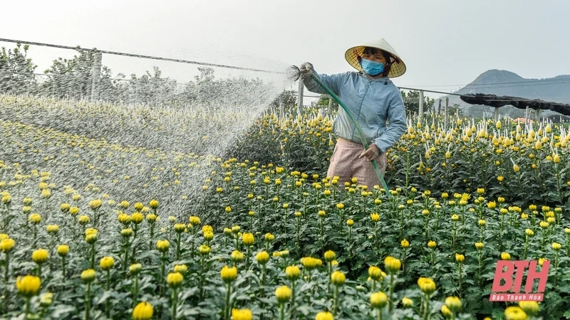 Làng hoa lớn nhất xứ Thanh vào mùa Tết