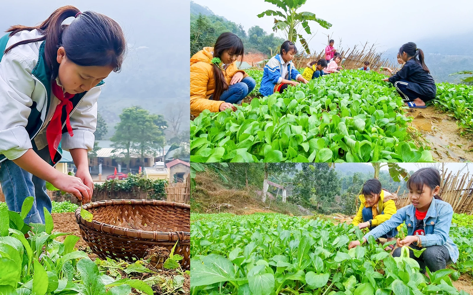[E-Magazine] - Vườn rau sạch của học sinh vùng cao Xứ Thanh