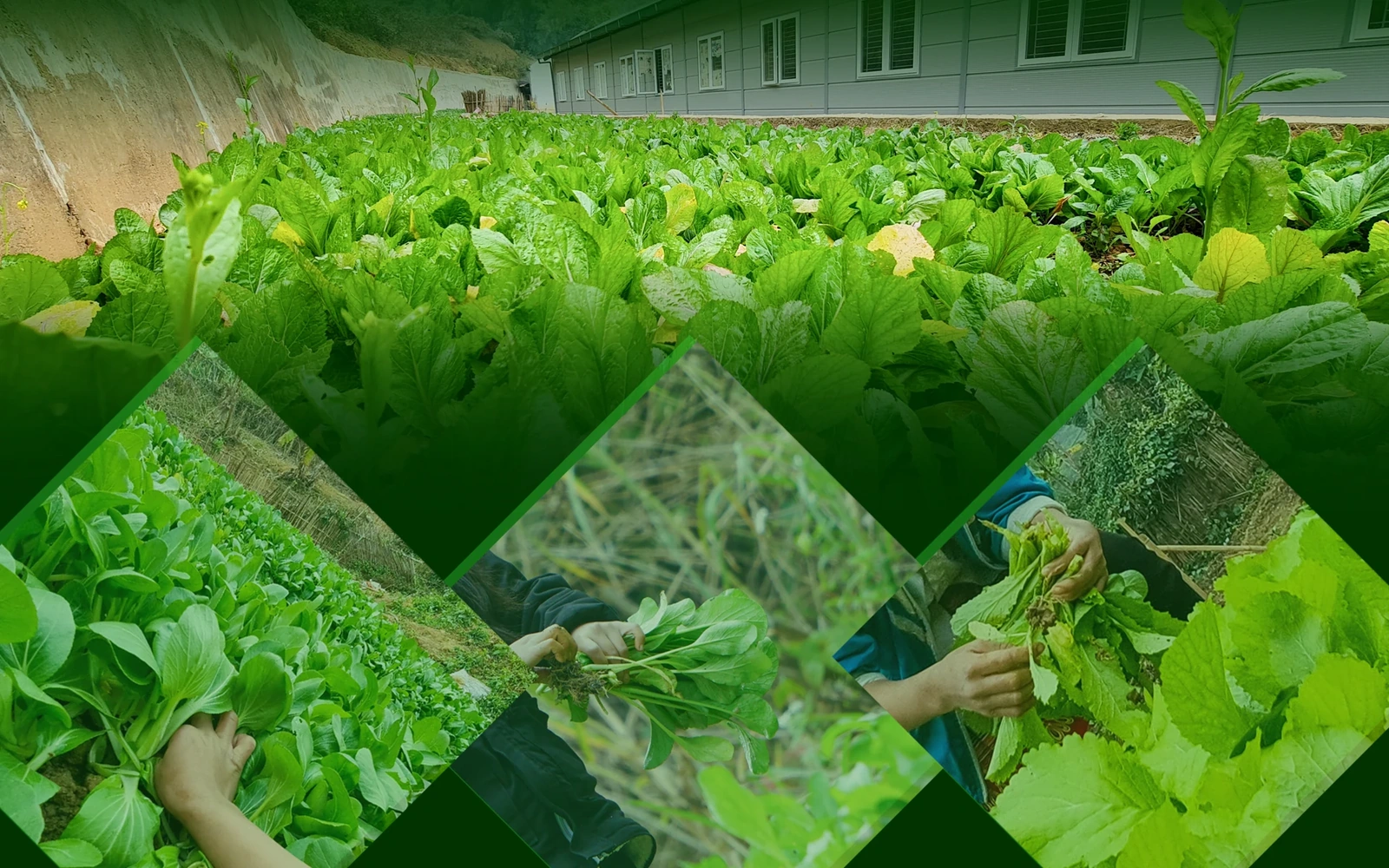 [E-Magazine] - Vườn rau sạch của học sinh vùng cao Xứ Thanh