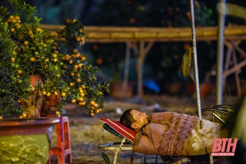Trắng đêm trông cây cảnh Tết ở TP Thanh Hóa