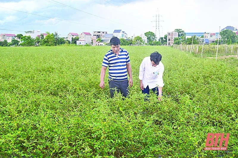 Hướng phát triển mới cho cây dược liệu xứ Thanh
