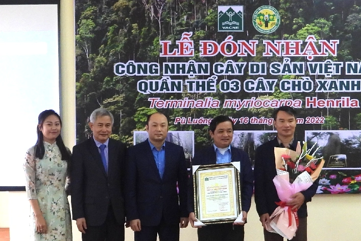 Công nhận 3 cây chò xanh ở Khu BTTN Pù Luông là cây di sản