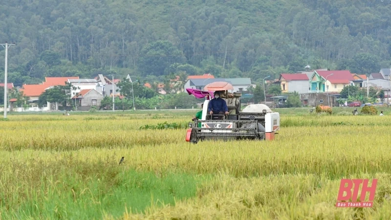 Nông dân tập trung thu hoạch lúa sau đợt mưa lớn kéo dài