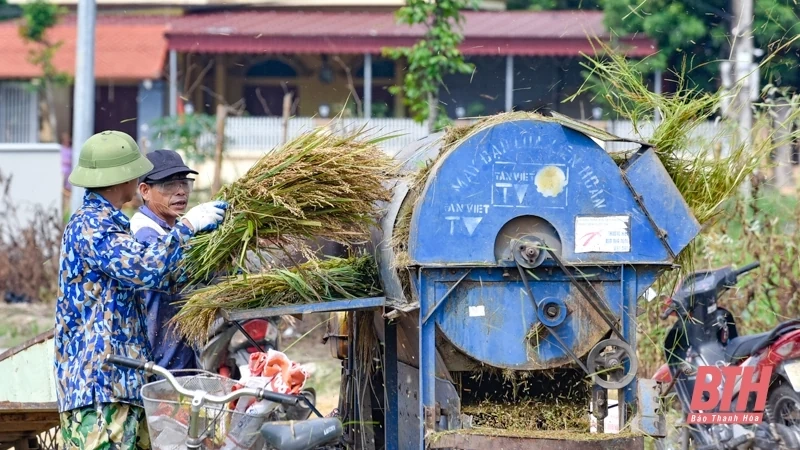 Nông dân tập trung thu hoạch lúa sau đợt mưa lớn kéo dài