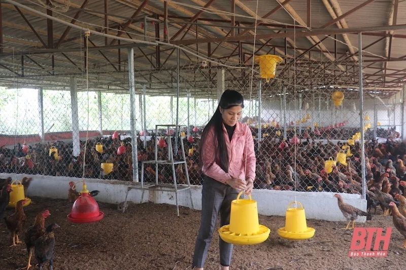 Chủ động phòng, chống đói rét cho đàn vật nuôi