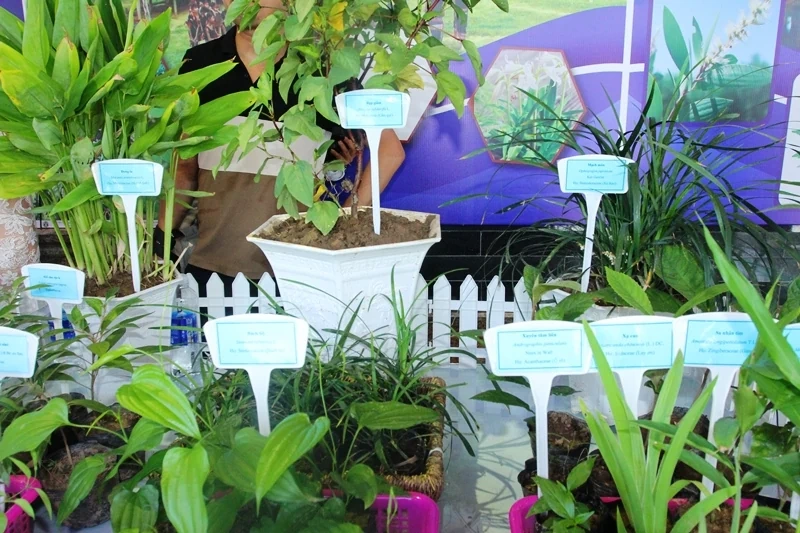 Diễn đàn Kinh tế dược liệu Việt Nam - thế mạnh của khu vực kinh tế tập thể, hợp tác xã