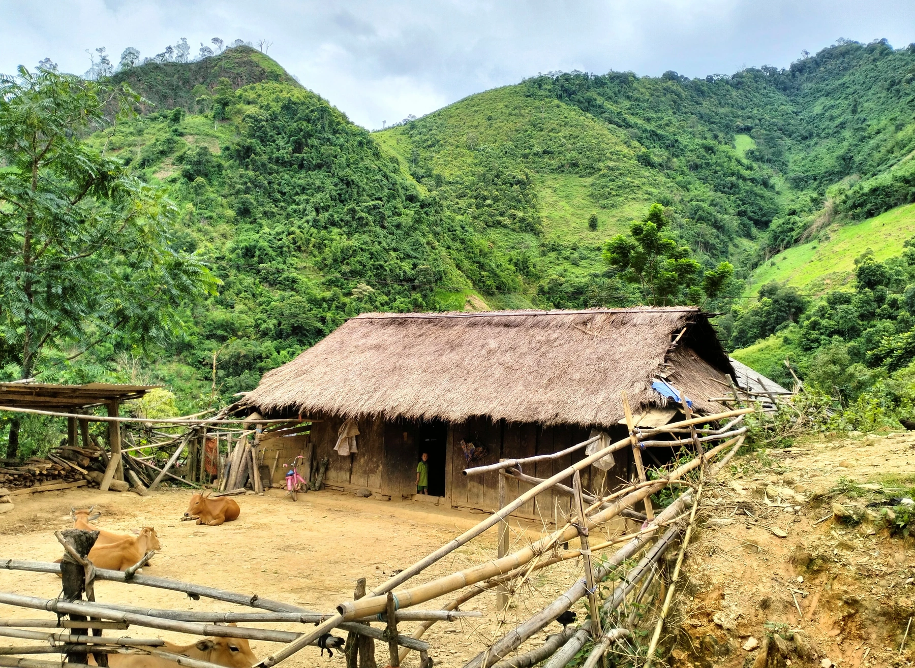 Đầu xanh nào có tội gì...