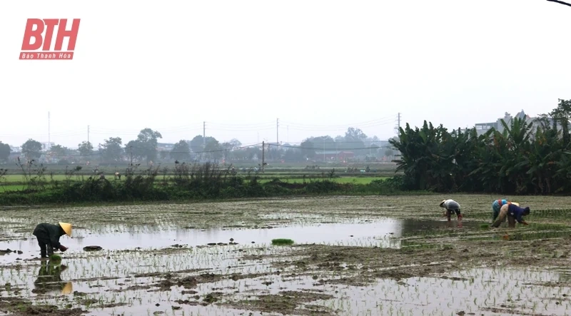 Cận tết, nông dân Hoằng Hóa hối hả gieo cấy lúa xuân