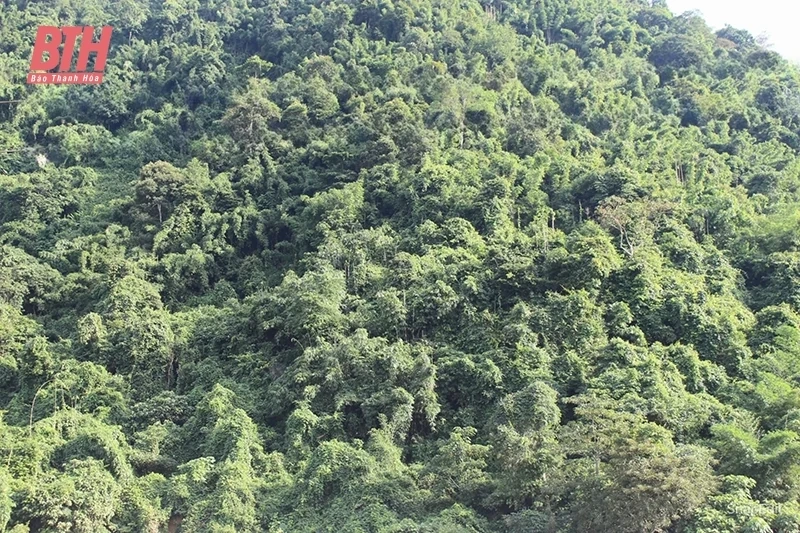 Nguồn sống mới cho rừng (Bài 1): Giữ “hơi thở” của làng