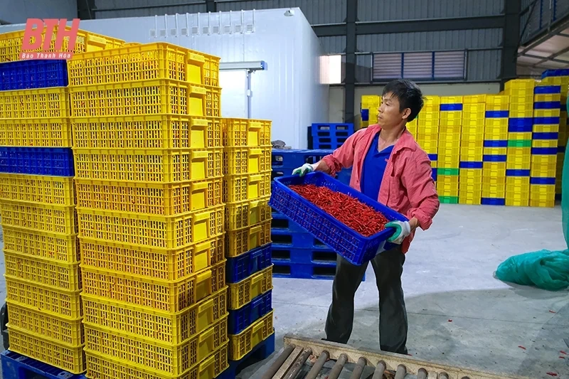 Khẳng định hiệu quả và chất lượng công tác giải quyết việc làm