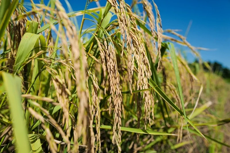 Có gì đặc biệt ở cánh đồng lúa ST25 “5 không” tại trang trại Vinamilk Green Farm?
