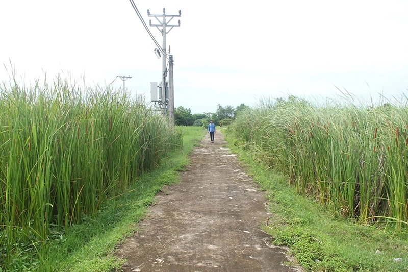 Bất cập phát triển nông nghiệp hiện đại (Bài 1): Bỏ ruộng hoang khắp nơi