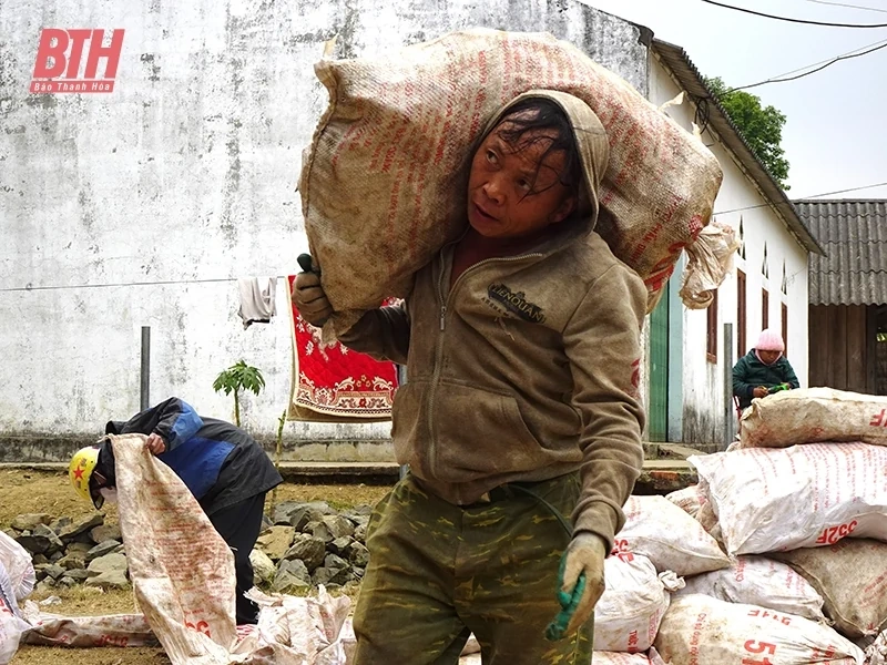 Để cây sắn vùng biên phát triển bền vững