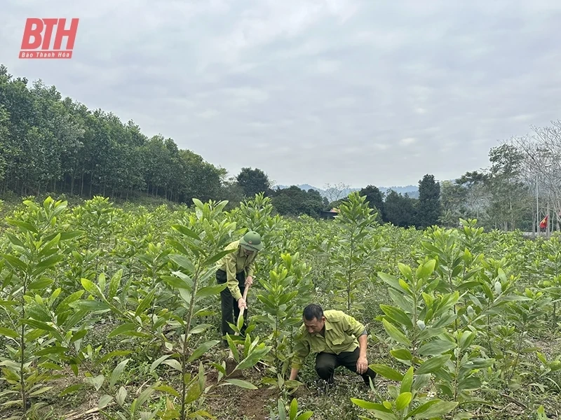 Bảo vệ và nâng cao hiệu quả phát triển rừng tại Ban quản lý rừng phòng hộ Như Thanh
