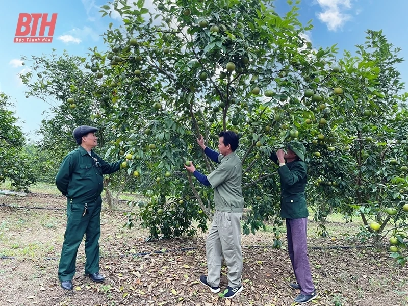 Cẩm Thủy giải “bài toán” tích tụ, tập trung đất đai cho sản xuất nông nghiệp
