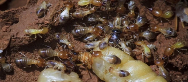 Diệt mối Quỳnh Anh - Đơn vị cung cấp dịch vụ diệt mối chuyên nghiệp