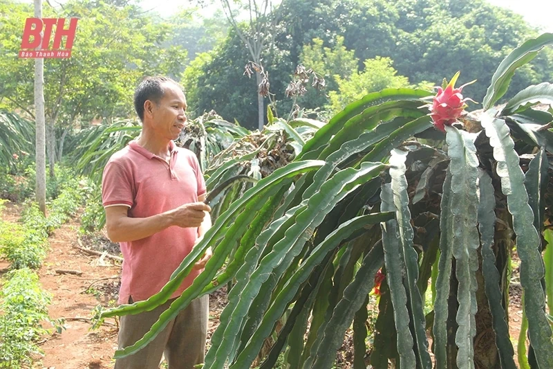 Quả ngọt trên vùng đồi Như Xuân