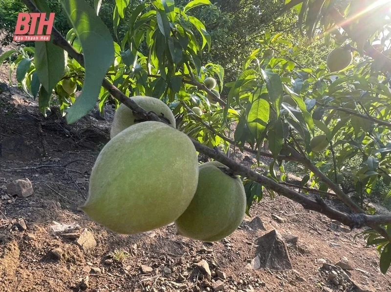 Mùa thu hoạch đào ở Lốc Há