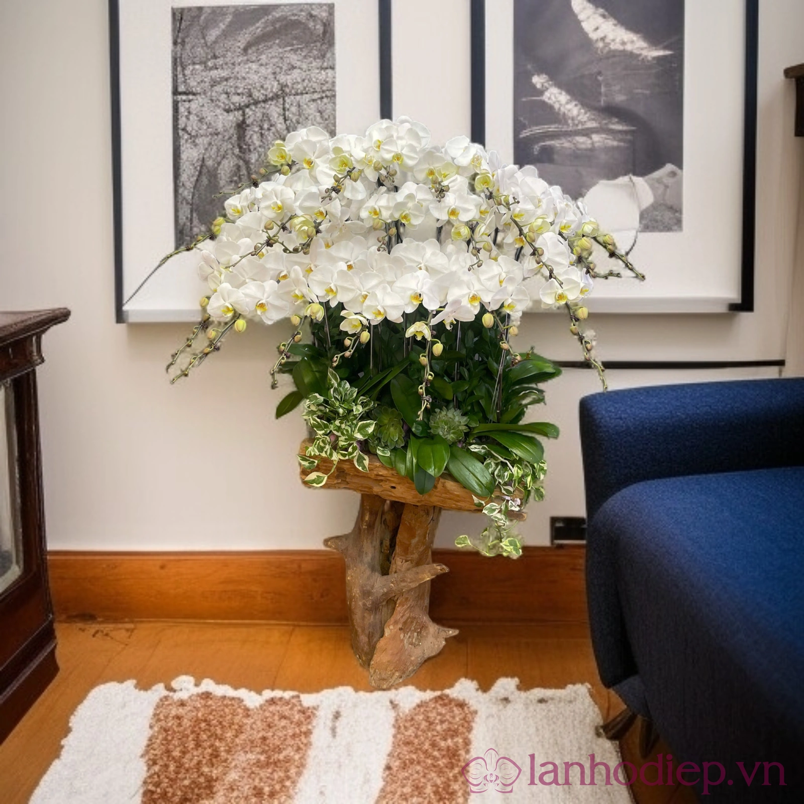 Chậu lan Hồ Điệp: Món quà ý nghĩa trong Lễ Phật Đản