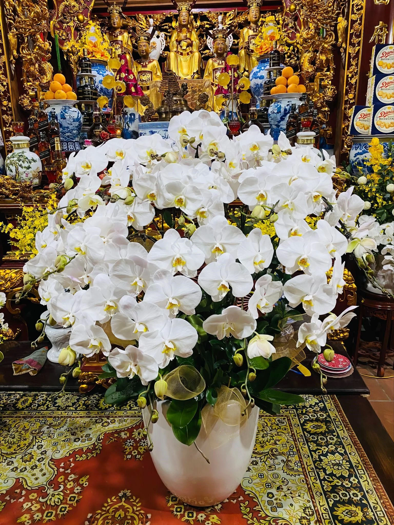 Chậu lan Hồ Điệp: Món quà ý nghĩa trong Lễ Phật Đản