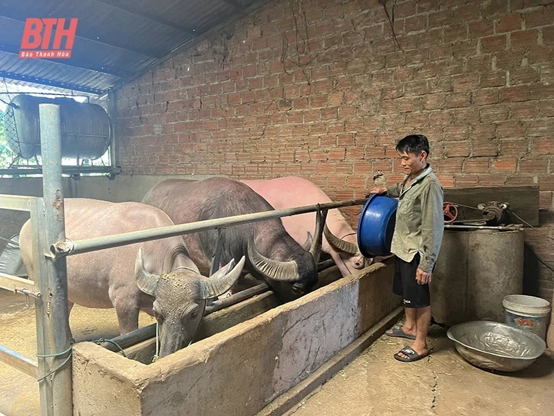 Gỡ khó phát triển chăn nuôi đại gia súc khu vực miền núi