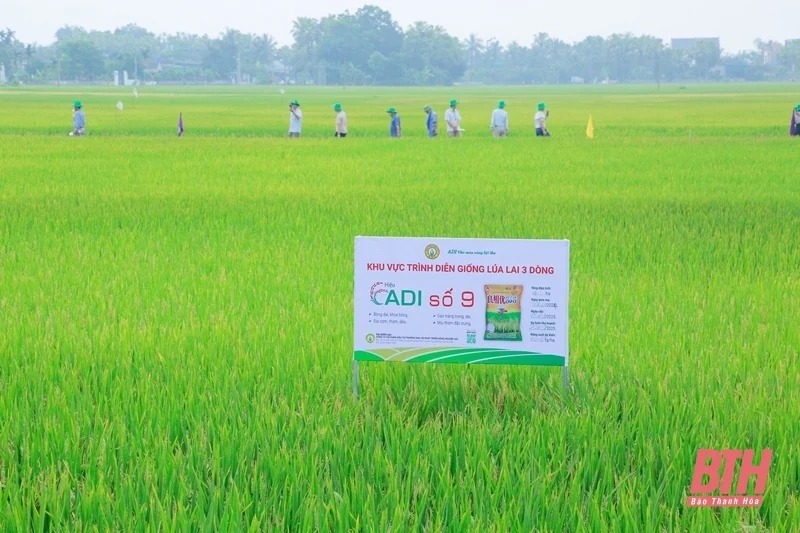 Giống lúa lai 3 dòng chất lượng cao ADI số 9 đạt năng suất 85 tạ/ha