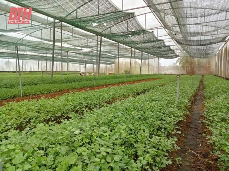 Chủ động tưới tiết kiệm mùa nắng nóng