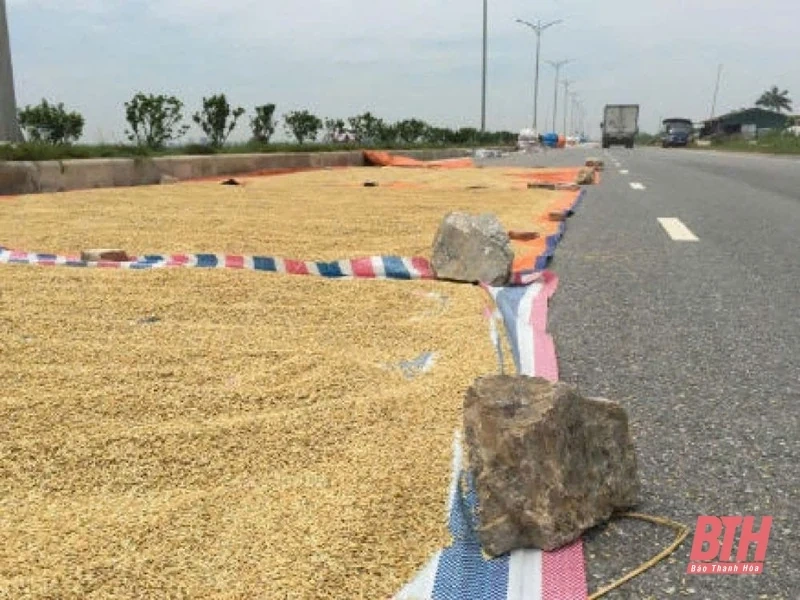 Tiềm ẩn nguy cơ mất an toàn giao thông từ việc phơi lúa trên đường