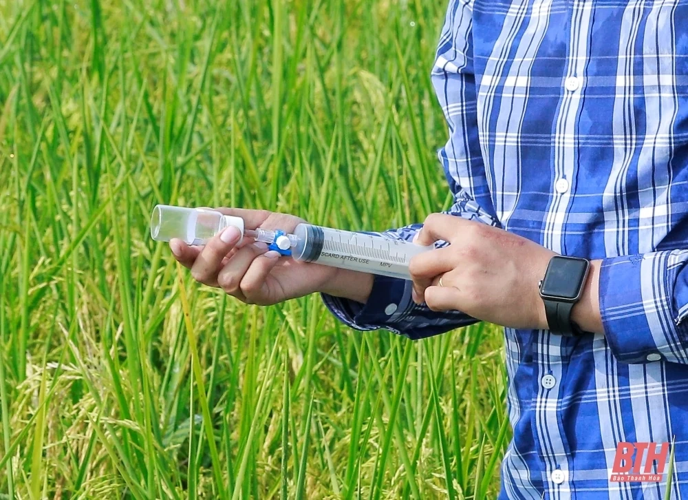 Cận cảnh thu tín chỉ Carbon trong sản xuất lúa