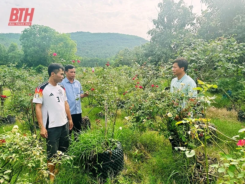 Nông dân Hà Trung giúp nhau phát triển kinh tế