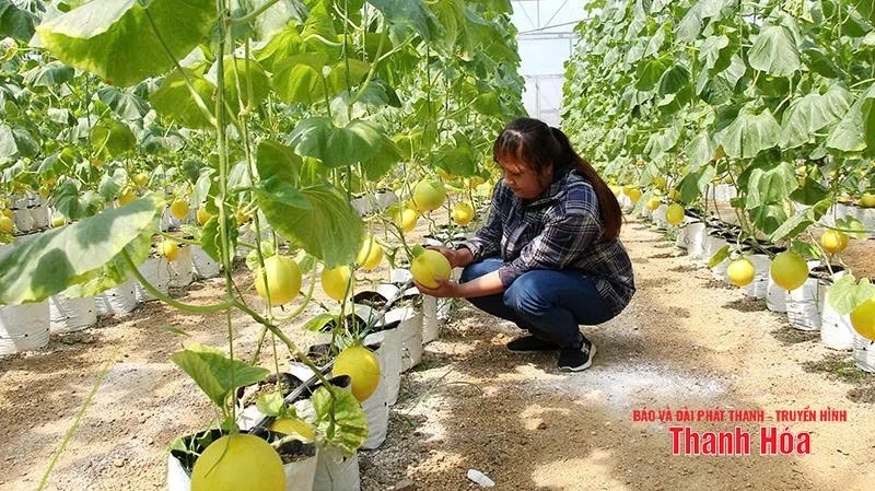 “Trái ngọt” từ nông nghiệp công nghệ cao