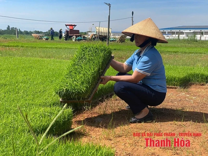 Giống chất lượng cao - yếu tố quyết định năng suất vụ mùa