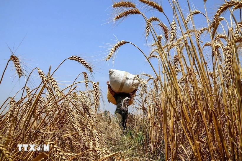 Sản lượng ngũ cốc toàn cầu dự kiến đạt mức cao kỷ lục trong năm 2025