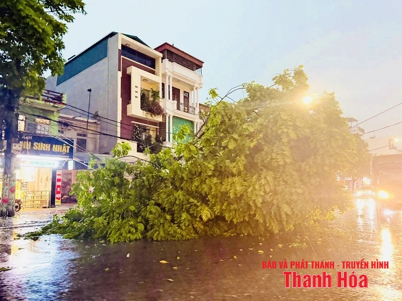 Mưa và gió giật mạnh khiến hàng loạt cây xanh gãy đổ