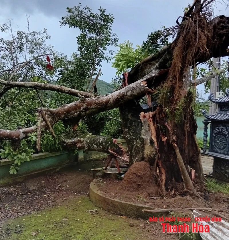 Mưa và gió giật mạnh khiến hàng loạt cây xanh gãy đổ